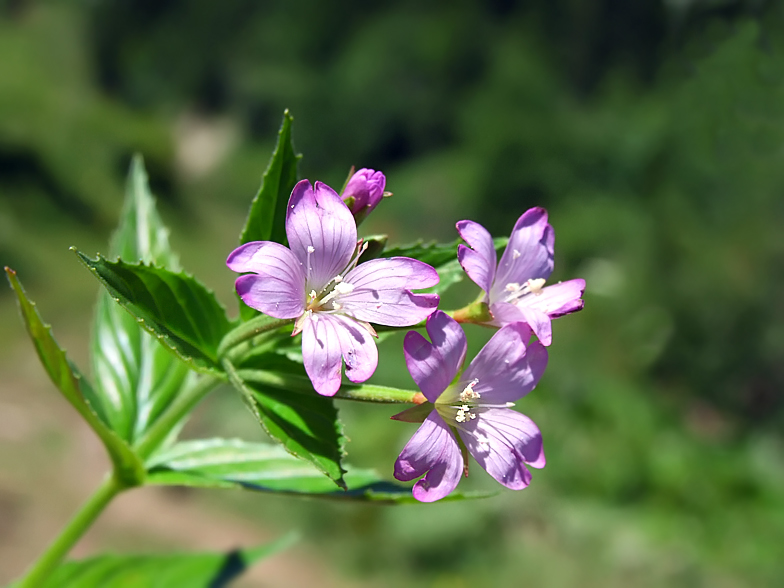 Epilobium montanum