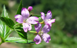 Epilobium montanum