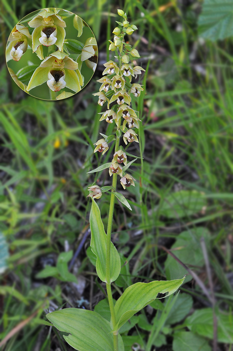 Epipactis helleborine