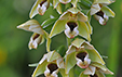 Epipactis helleborine