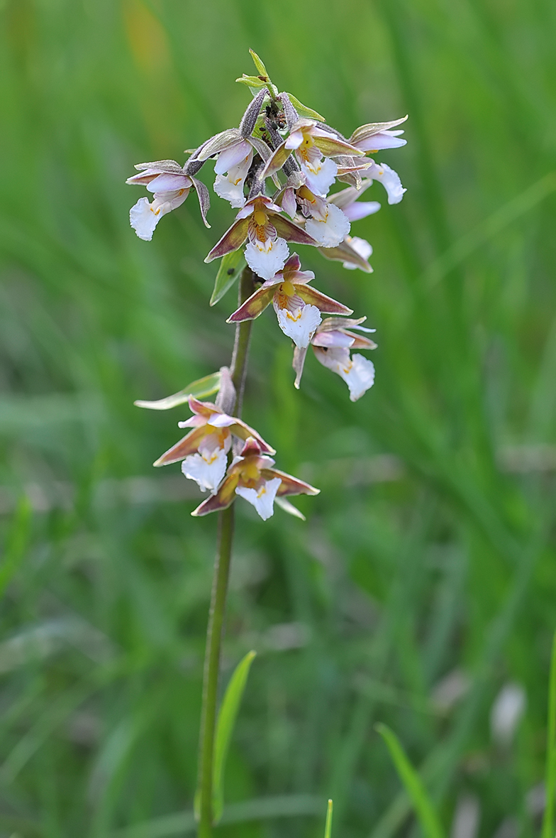 Epipactis palustris