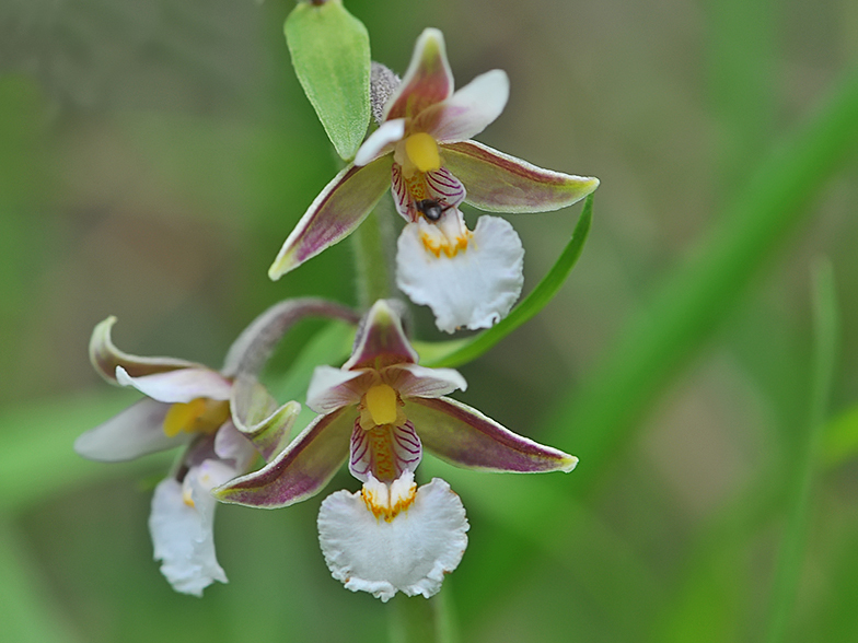 Epipactis palustris