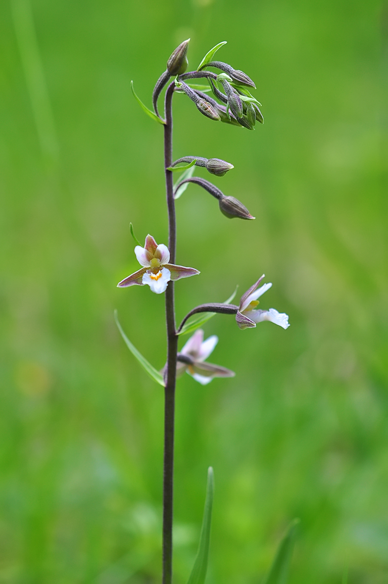 Epipactis palustris