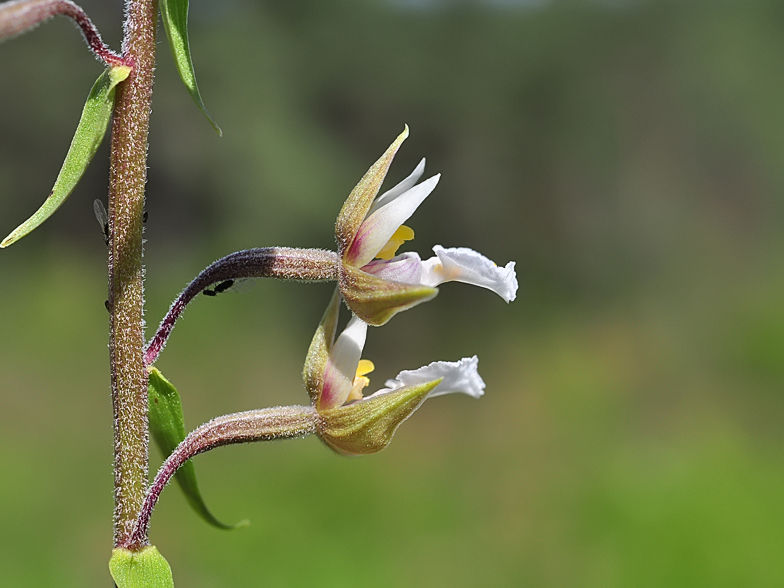 Epipactis palustris