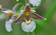 Epipactis palustris