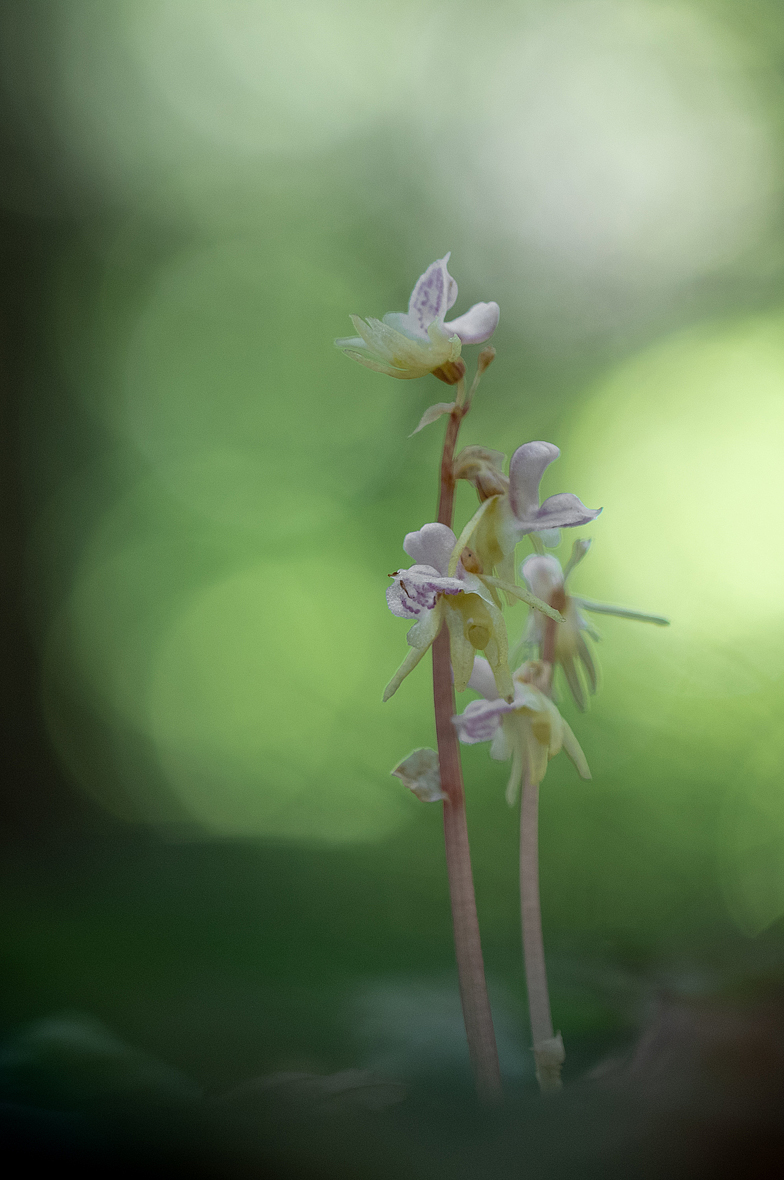 Epipogium_aphyllum