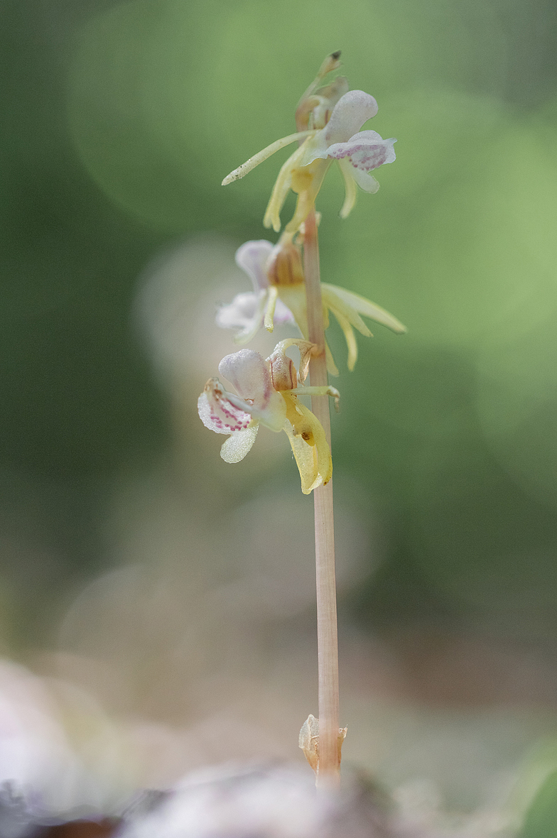 Epipogium_aphyllum