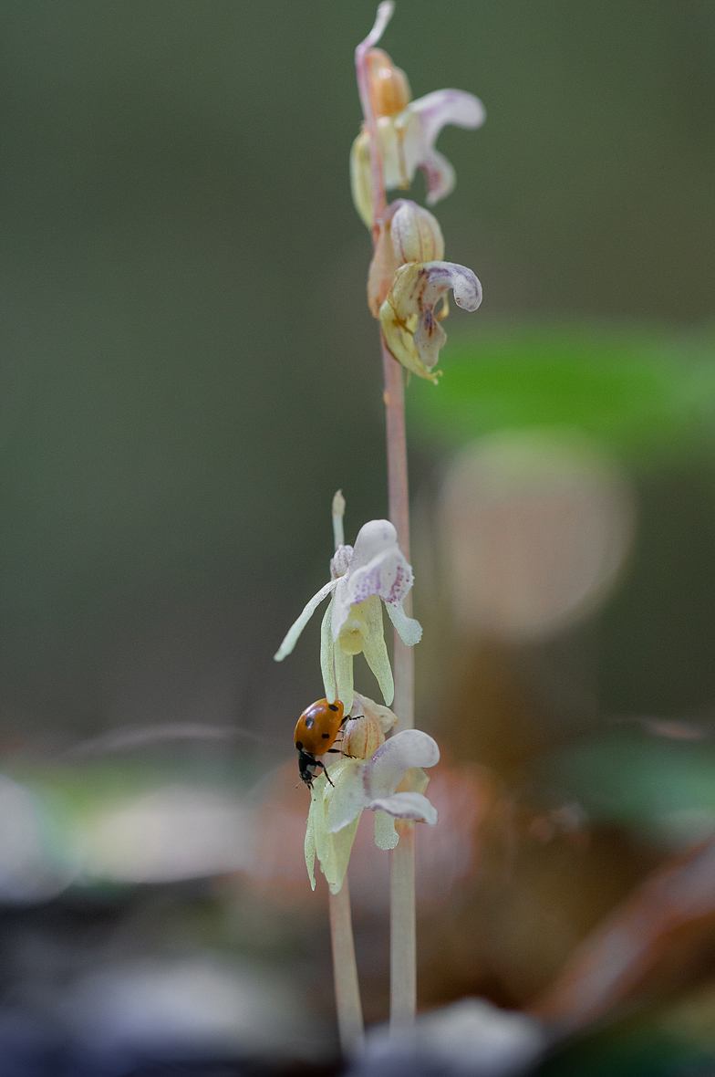 Epipogium_aphyllum