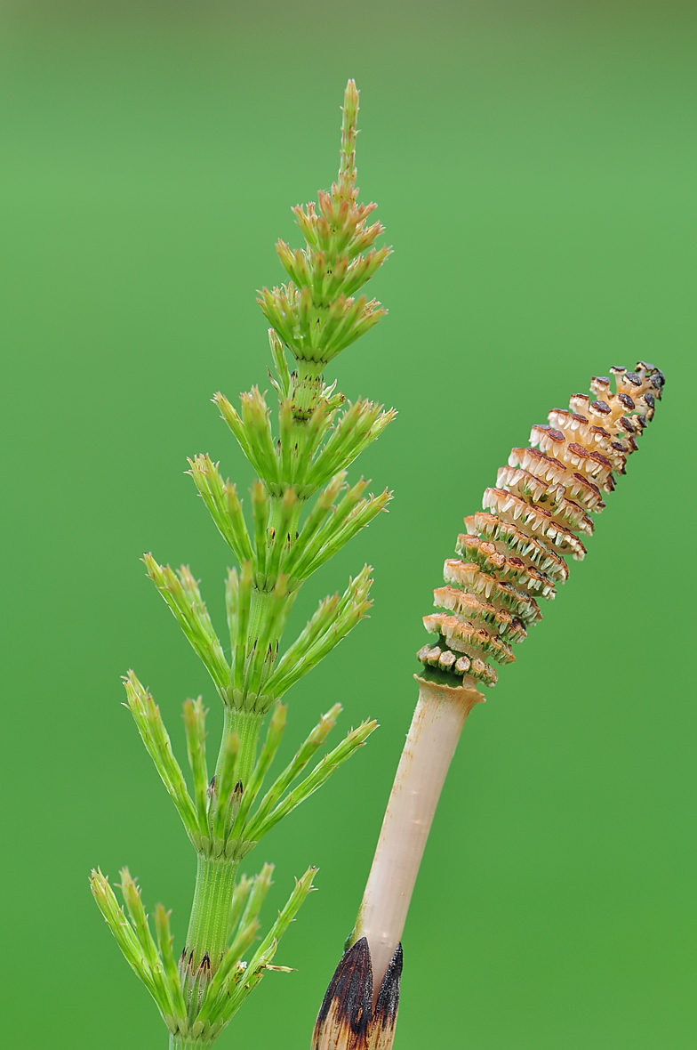 Equisetum arvense