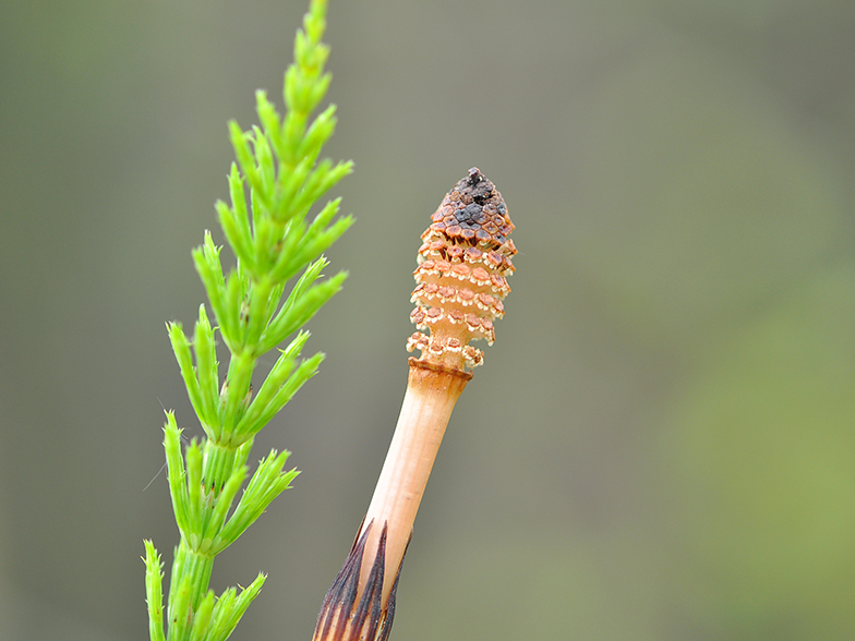 Equisetum arvense