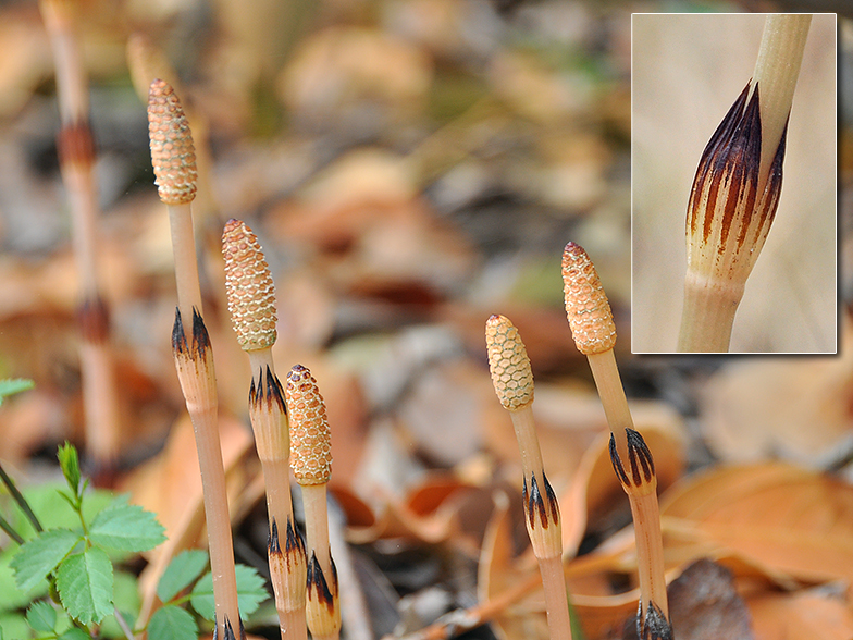 Equisetum arvense