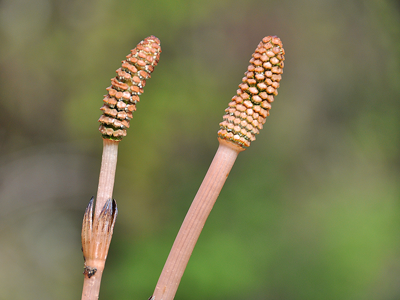 Equisetum arvense