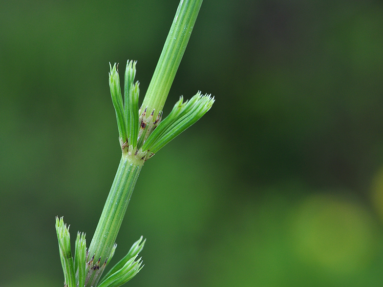 Equisetum arvense