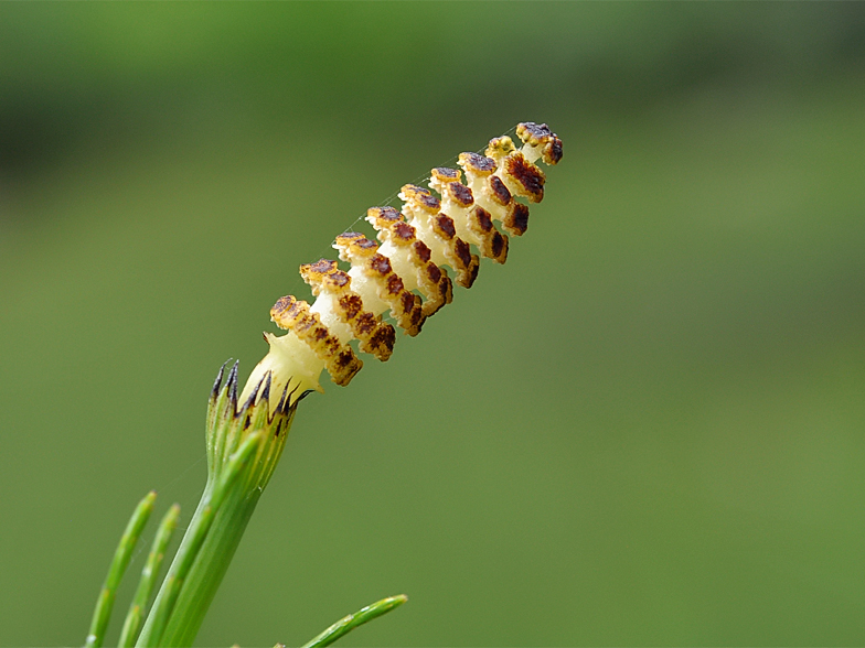 Equisetum fluviatile