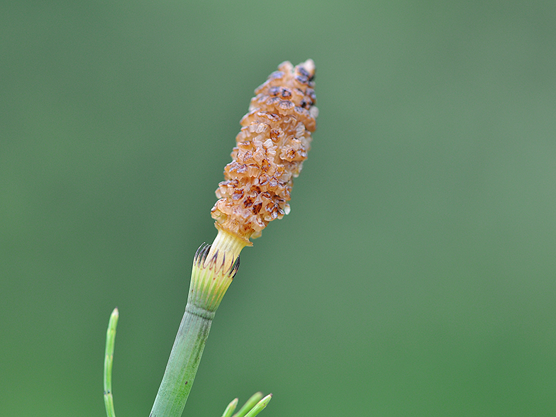 Equisetum fluviatile