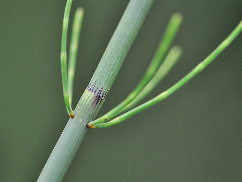 Equisetum fluviatile