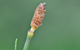 Equisetum fluviatile