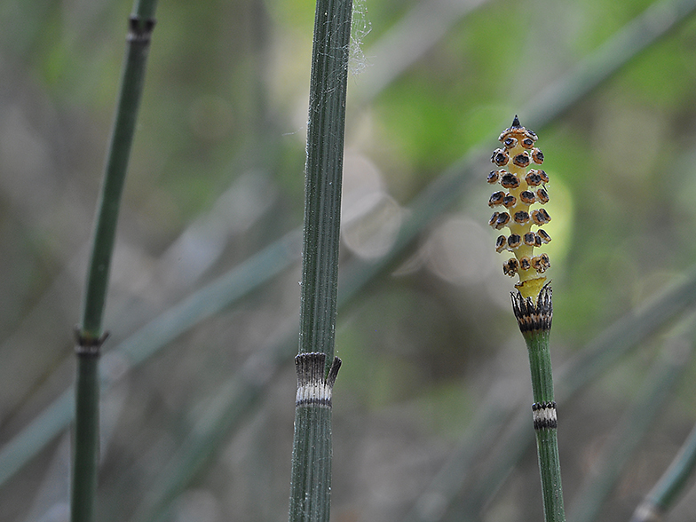 Equisetum hyemale