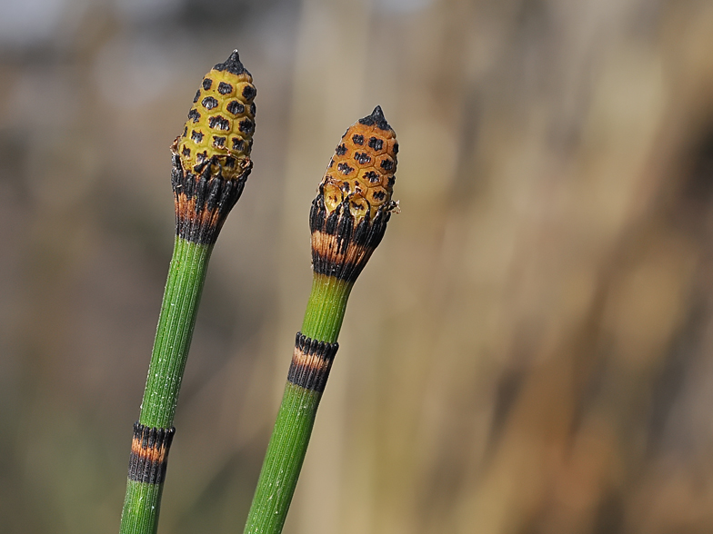 Equisetum hyemale