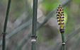 Equisetum hyemale