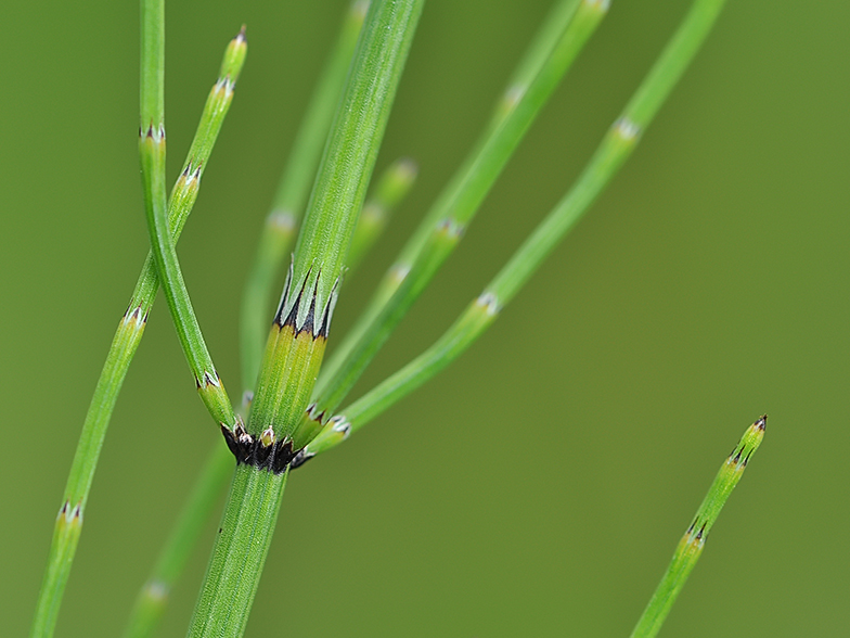 Equisetum palustre