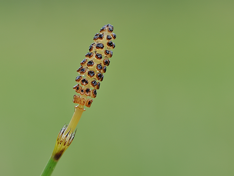 Equisetum palustre