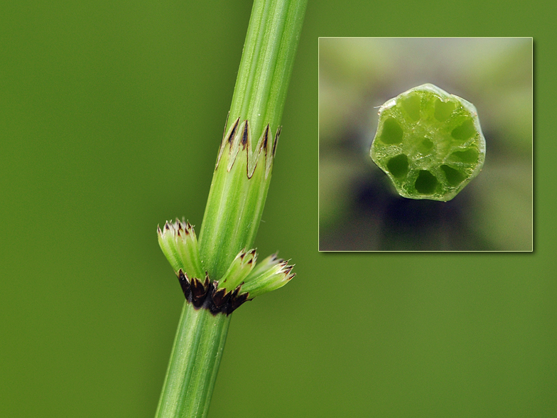 Equisetum palustre