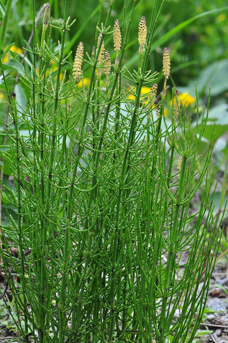 Equisetum palustre