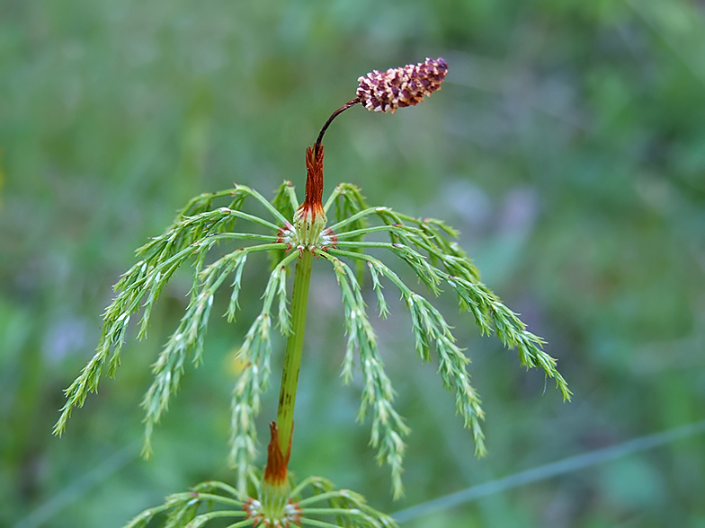 Equisetum sylvaticum