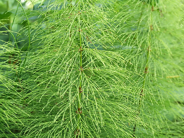 equisetum sylvaticum