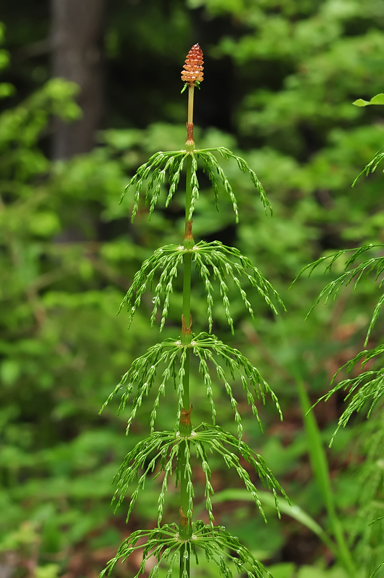 Equisetum sylvaticum