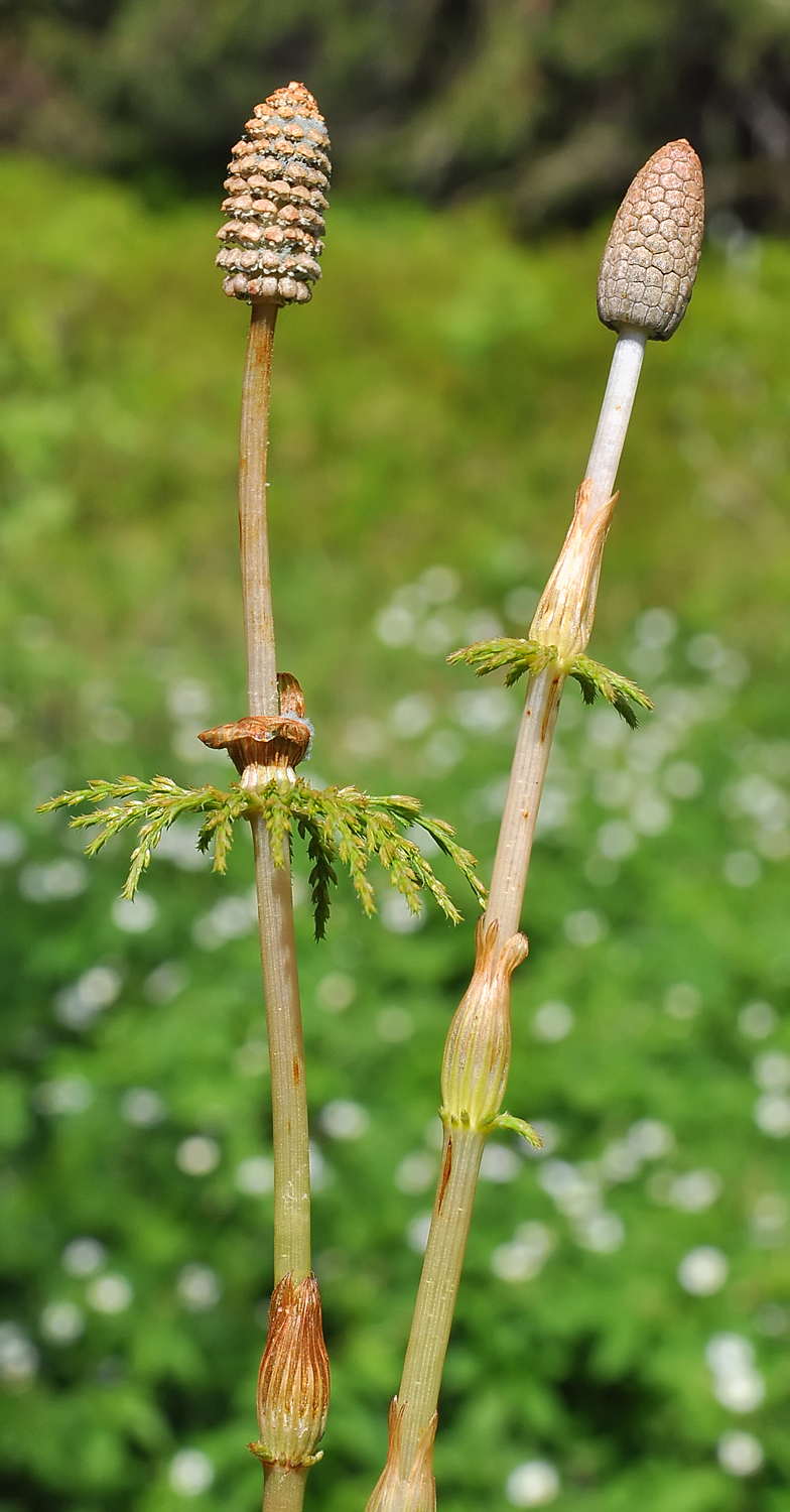 Equisetum sylvaticum