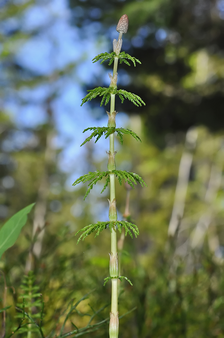 Equisetum sylvaticum