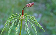 Equisetum sylvaticum