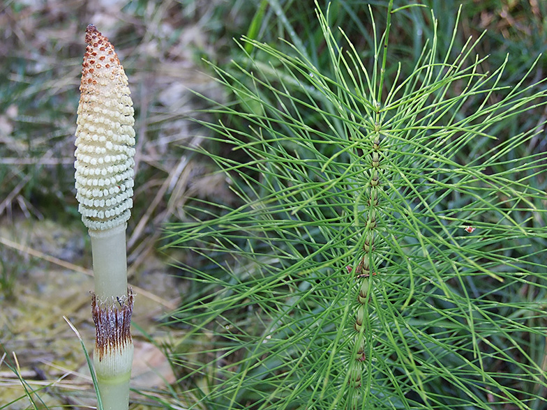 Equisetum telmateia