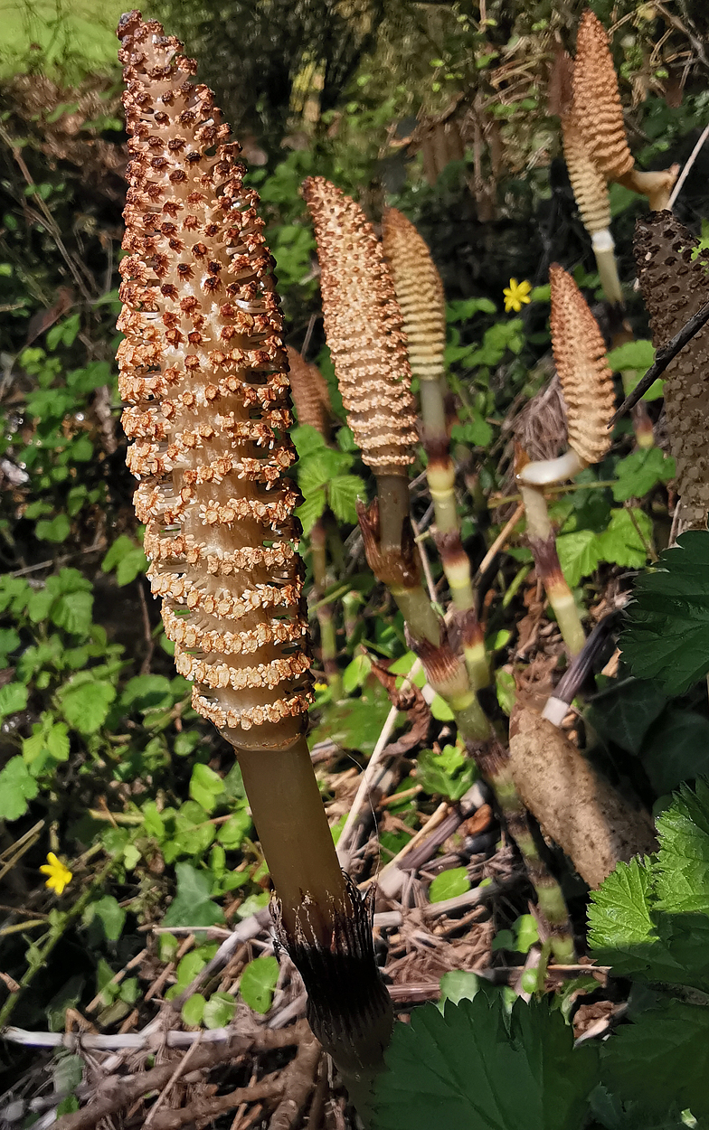 Equisetum telmateia