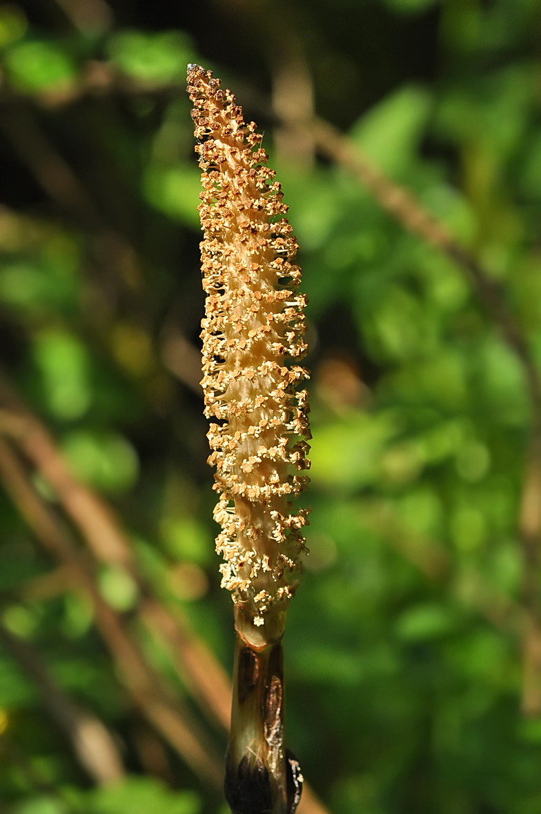 Equisetum telmateia