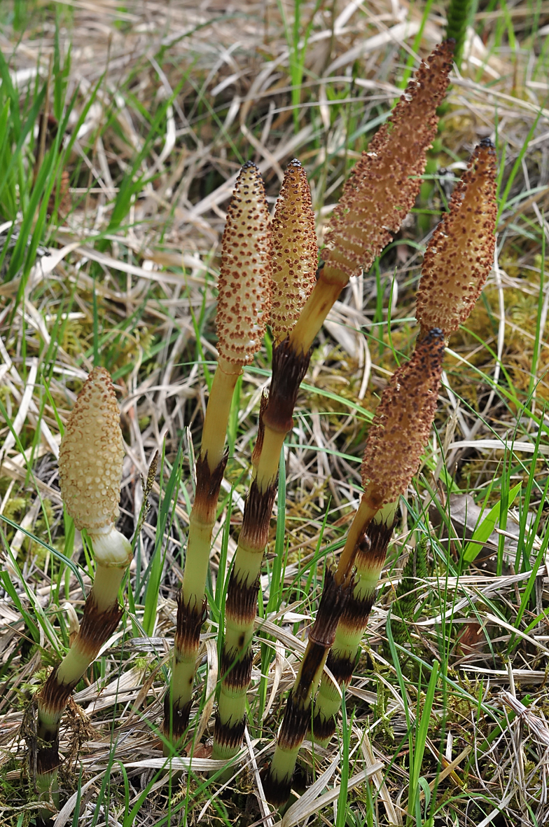 Equisetum telmateia