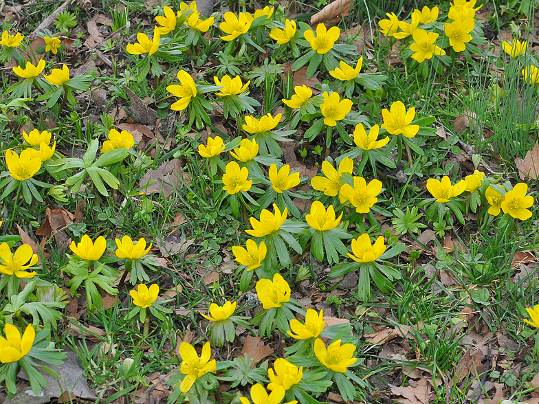 Eranthis hyemalis