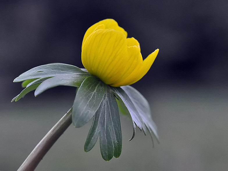 Eranthis hyemalis