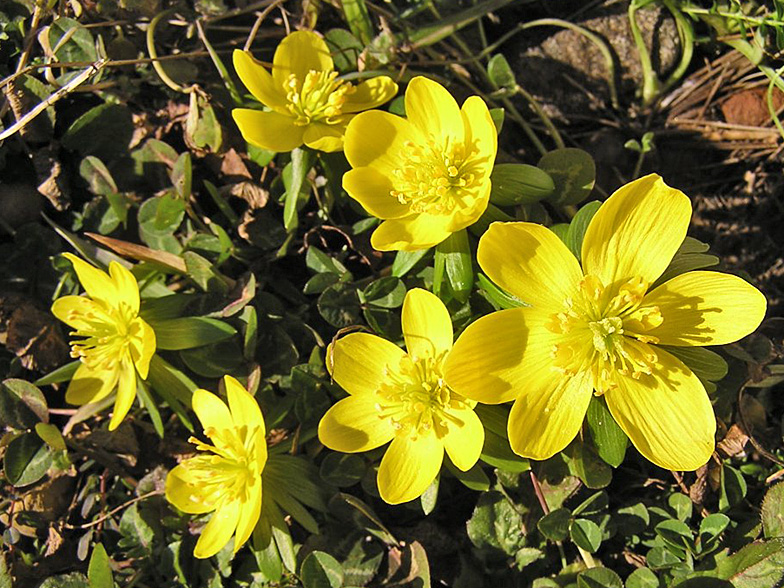 Eranthis hyemalis