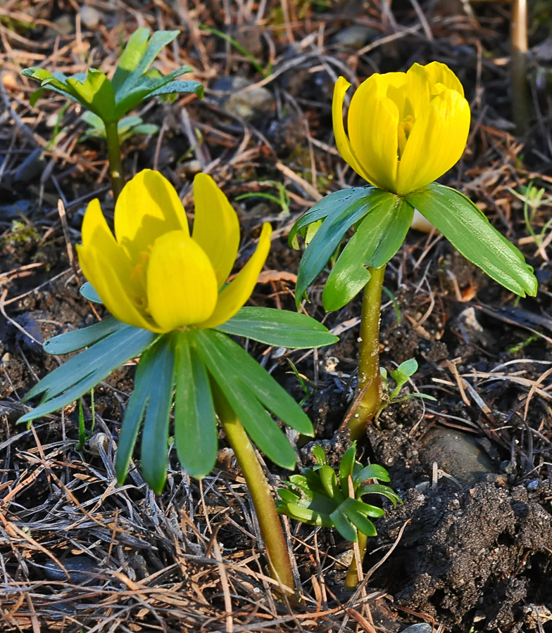 Eranthis hyemalis