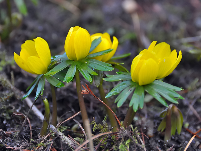 Eranthis hyemalis