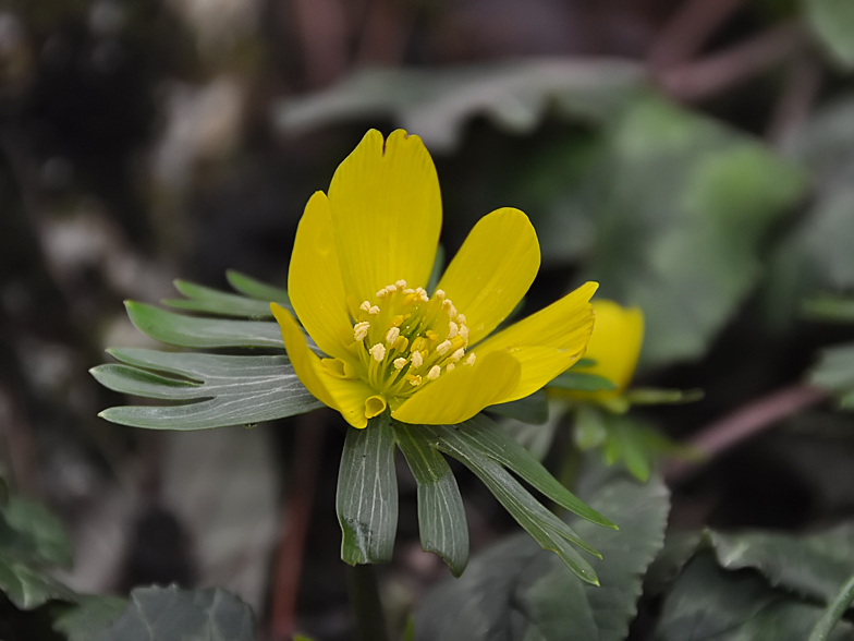 Eranthis hyemalis