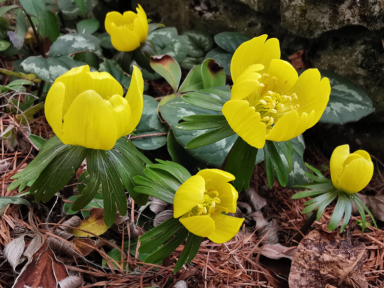 Eranthis hyemalis