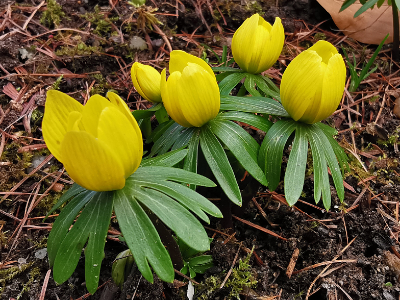 Eranthis hyemalis