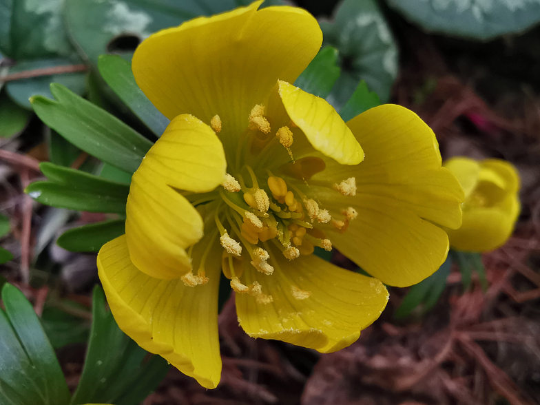 Eranthis hyemalis