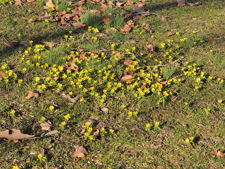 Eranthis hyemalis