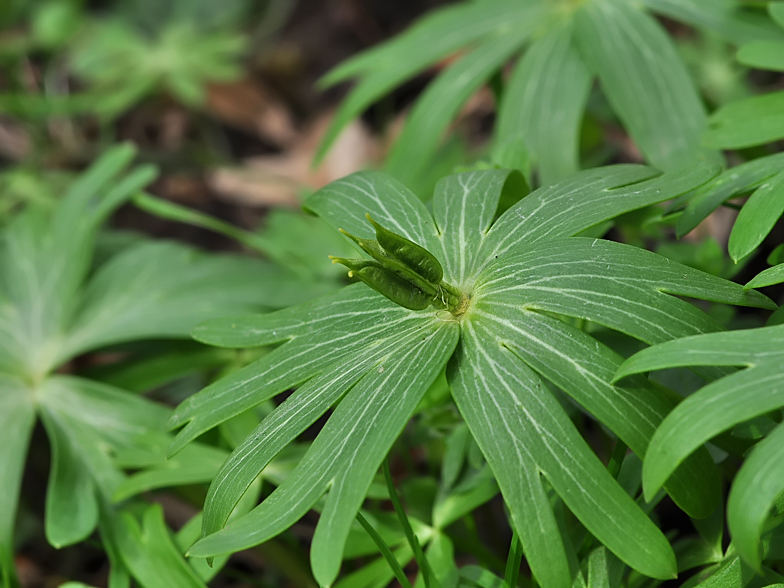 Eranthis hyemalis