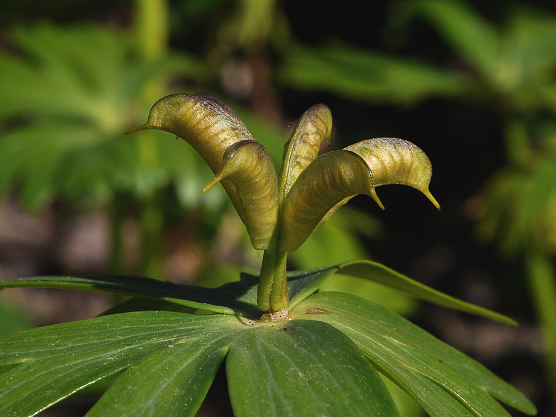 Eranthis hyemalis